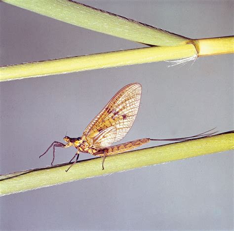 Image Of Mayfly