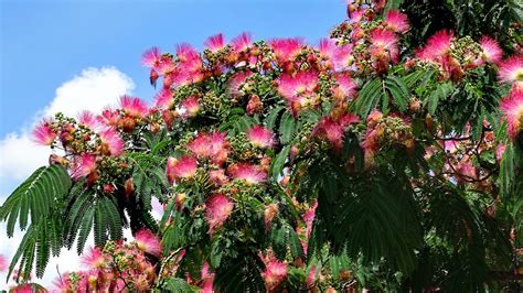 Image Of Mimosa Tree