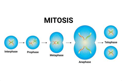 Image Of Mitosis