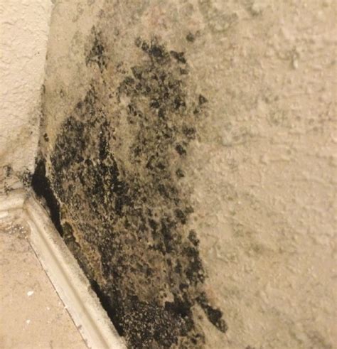 Image Of Mold