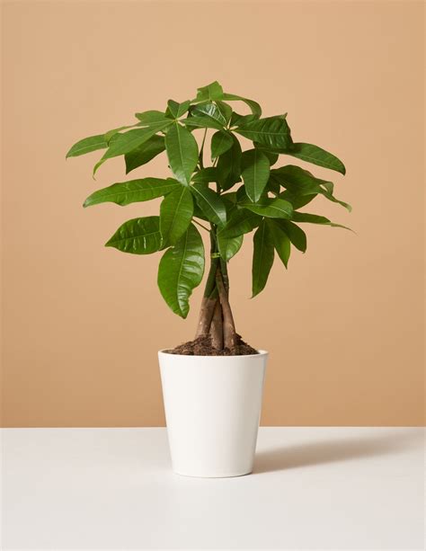 Image Of Money Tree