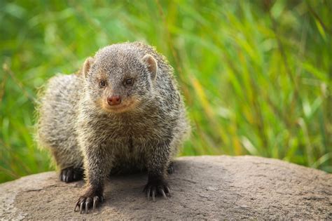 Image Of Mongoose