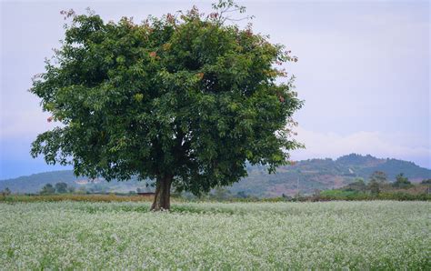 Image Of Mustard Tree