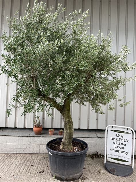 Image Of Olive Tree