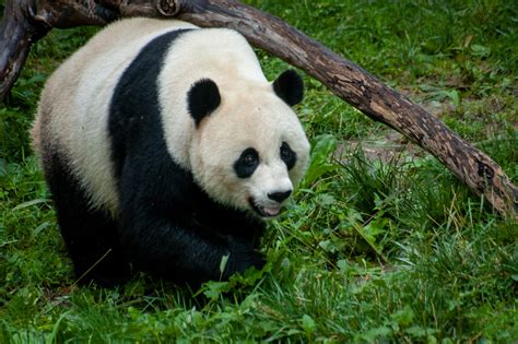Image Of Panda Bear