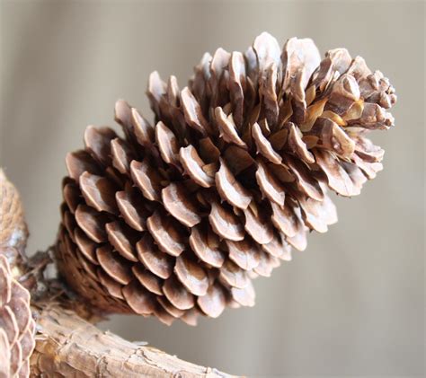 Image Of Pine Cone