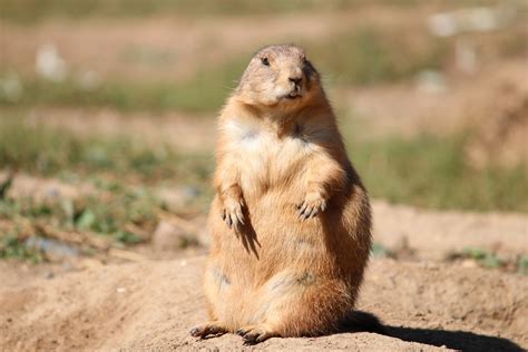 Image Of Prairie Dog
