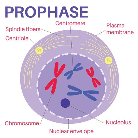 Image Of Prophase