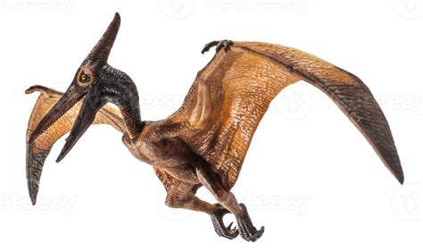 Image Of Pterodactyl