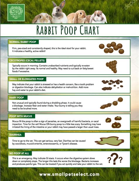 Image Of Rabbit Poop