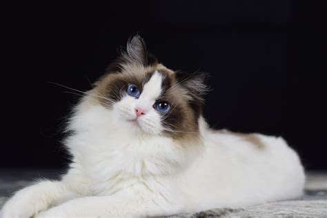 Image Of Ragdoll Cat
