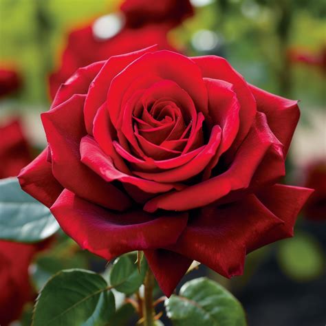 Image Of Red Flowers