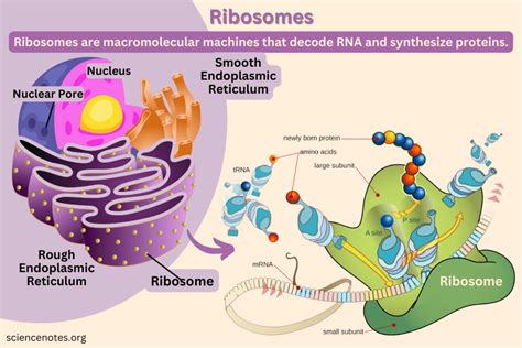 Image Of Ribosomes