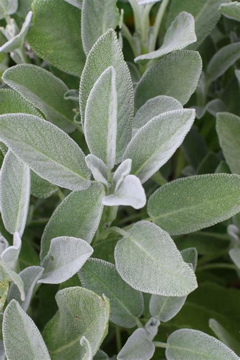 Image Of Sage