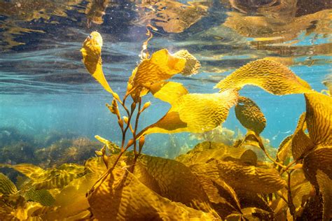 Image Of Seaweed