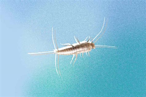 Image Of Silverfish