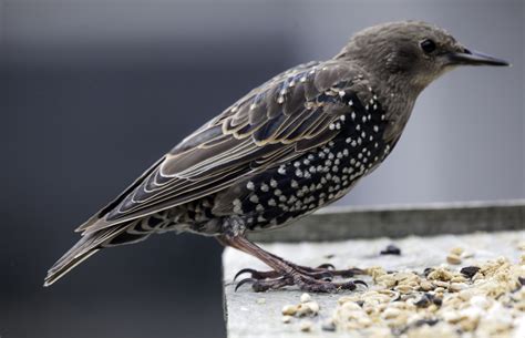 Image Of Starling