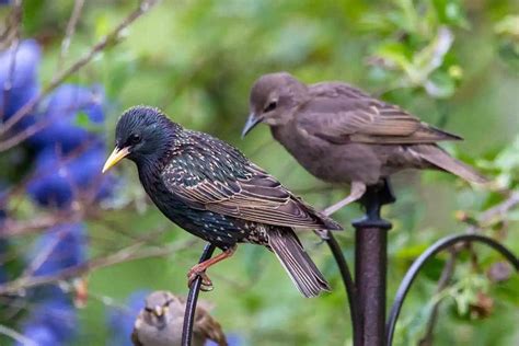 Image Of Starlings