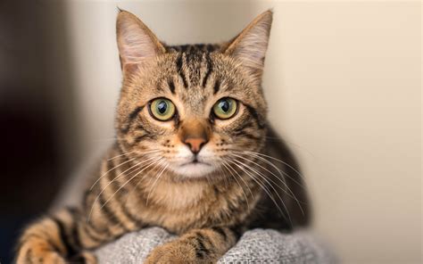 Image Of Tabby Cat