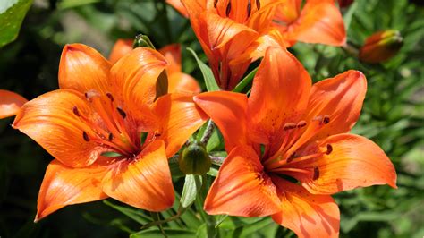 Image Of Tiger Lily