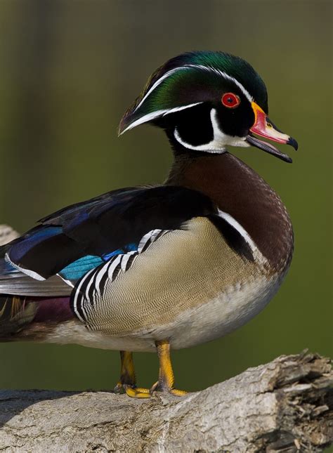 Image Of Wood Duck