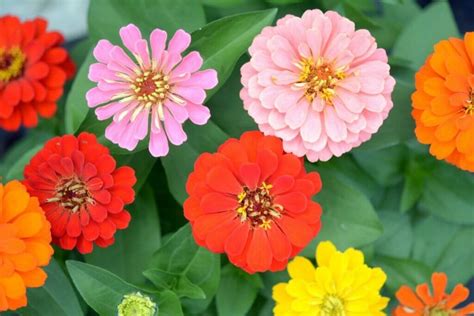 Image Of Zinnias