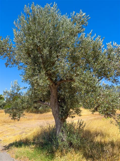 Image Olive Tree