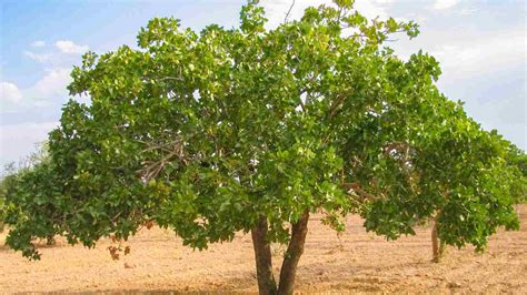 Image Pistachio Tree