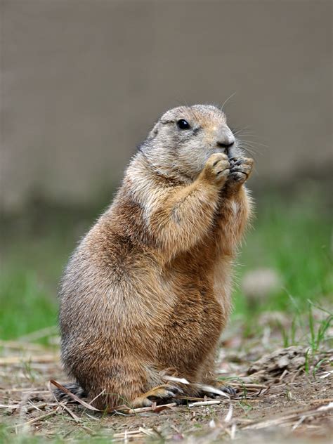 Image Prairie Dog