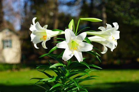 Images Of Easter Lily