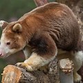 Images of Tree Kangaroos