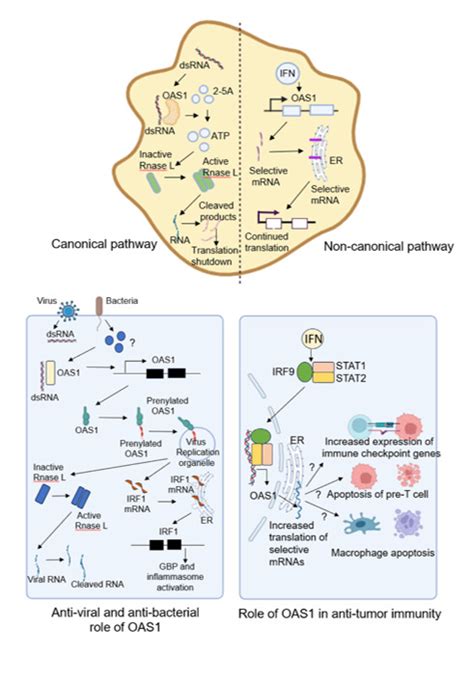 Immediate Action: Identifying the Enemy and Their Hideouts