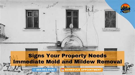 Immediate Action: Quick Fixes for Mildew Spots