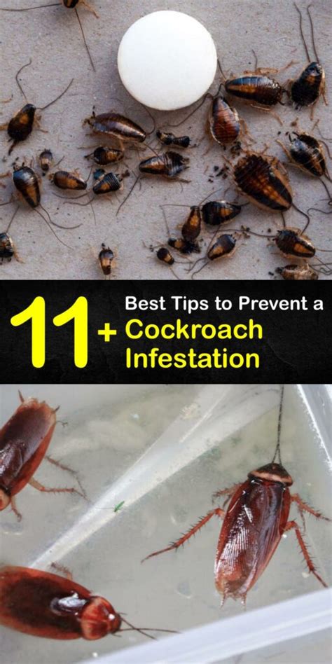 Immediate Action: The First Steps to Roach Control