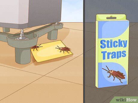 Immediate DIY Steps to Combat Roaches