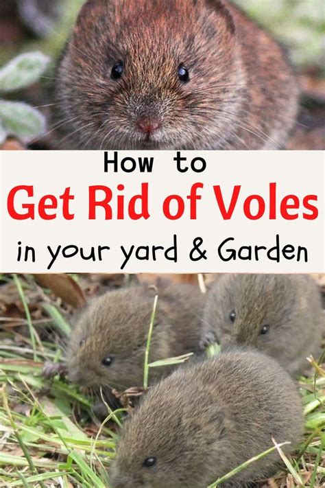 Immediate Fixes: How To Get Rid Of Yard Voles Quickly (Using Trapping Methods)