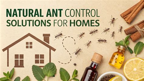 Immediate Solutions for Ant Trails