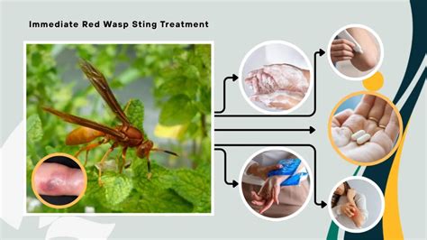 Immediate Solutions for a Single Wasp