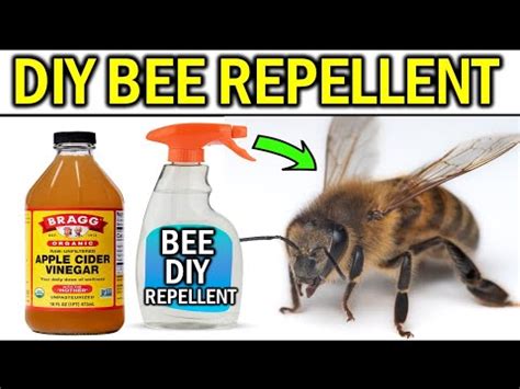 Immediate Steps When You Find Bees Inside