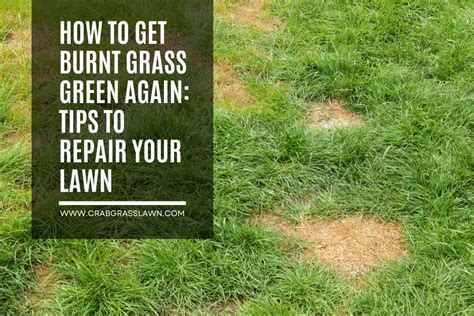 Immediate Steps to Take to Fix Burnt Grass