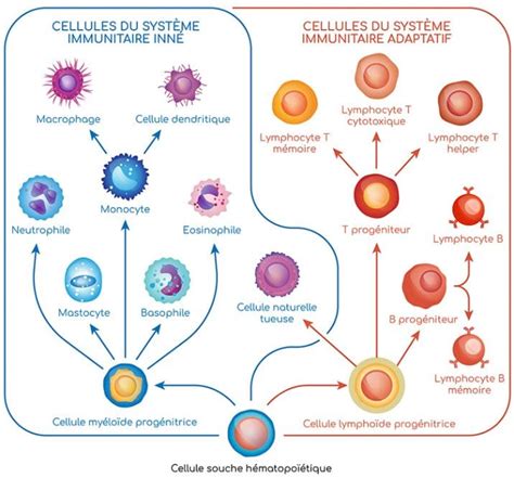 Immunité adaptative