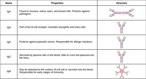 Immunoglobulins: Types, Functions & Related Diseases