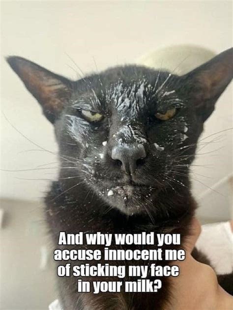 Impact of Cat Memes