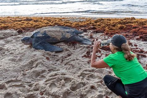 Impact of Conservation Turtle Watching