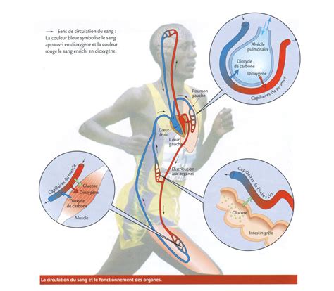 Impact physiologique