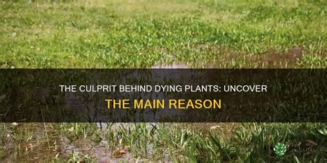 Impaction The Number One Culprit