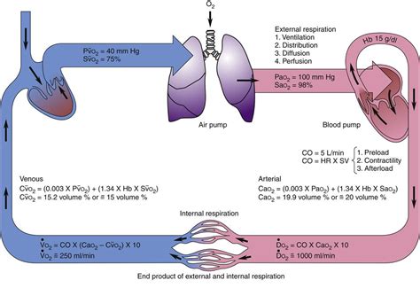 Impaired Circulation and Oxygen Delivery
