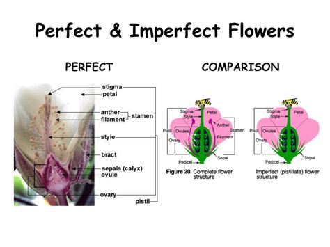 Imperfect Flowers