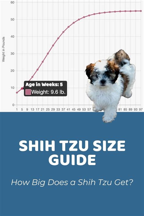 Imperial Shih Tzu Weight Chart: Everything You Need To Know