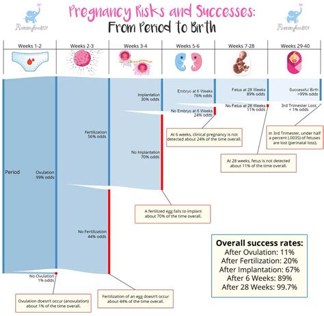 Implantation Chart